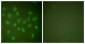 POLR2A / RNA polymerase II Antibody (aa1585-1634)